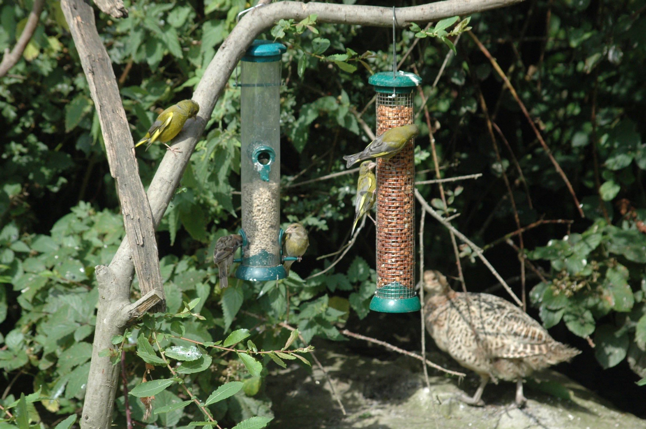 greenfinch feast